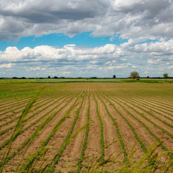 Corso di imprenditore agricolo professionale